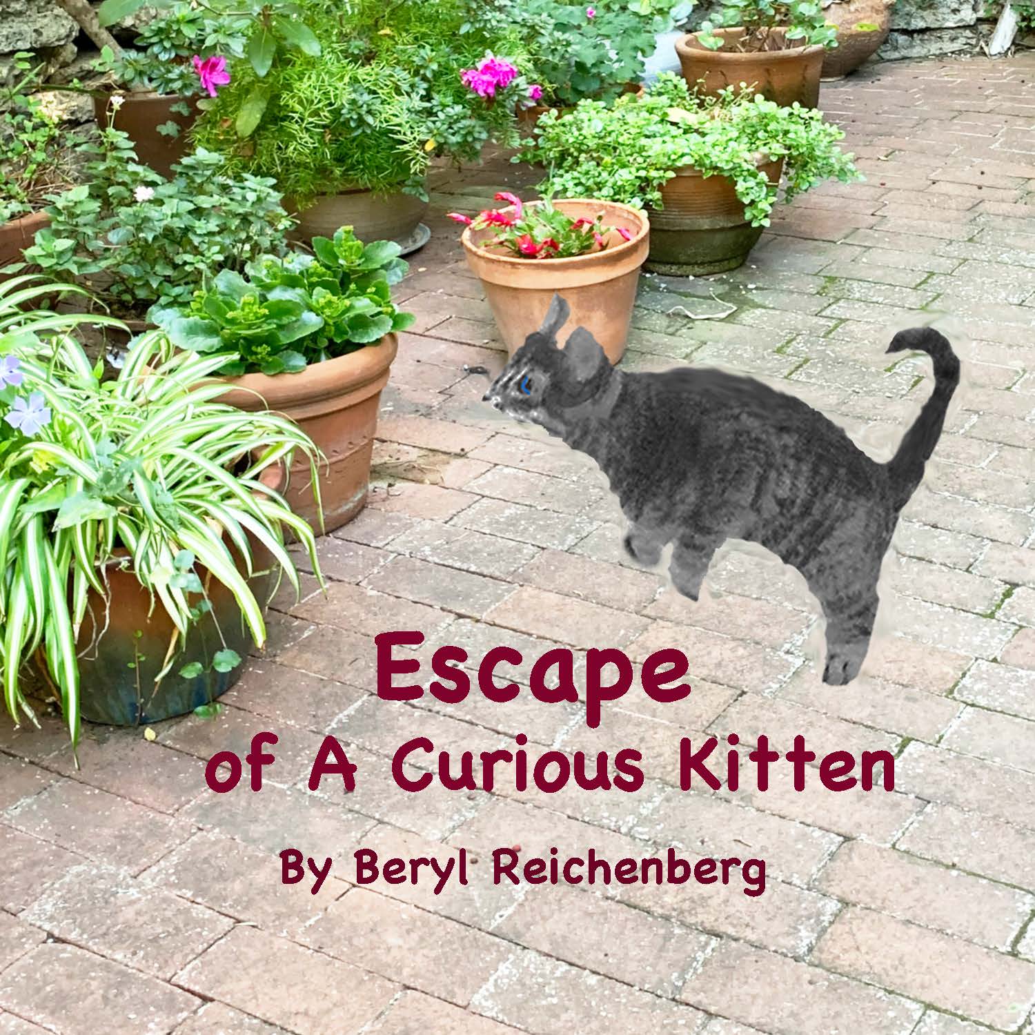 Escape of A Curious Kitten
